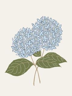 a blue hydrangea flower with green leaves on a white background by corbe