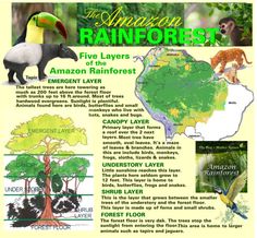 the amazon rainforest tree layer is shown with information about its different types and species, including toucans, plants, and animals