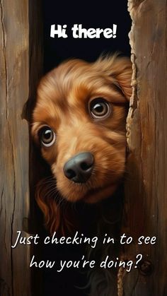 a dog peeking out from behind a wooden door with the caption'hi there just checking in to see how you're doing? '