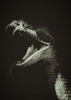 a black and white photo of a snake with its mouth open