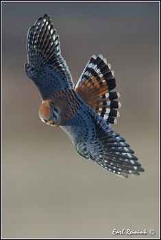 a bird flying through the air with its wings spread