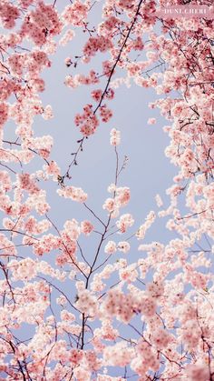 pink flowers are blooming on the branches of trees in front of a blue sky