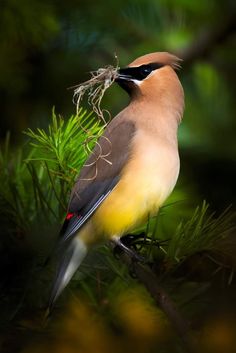 a bird perched on top of a tree branch with a twig in it's beak