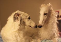 two white dogs sitting on top of a bed next to each other