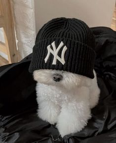 a small white dog wearing a new york yankees hat on top of a black jacket
