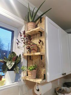 some plants are sitting on wooden shelves in the kitchen