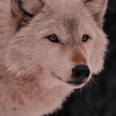 a white wolf with blue eyes looking at the camera