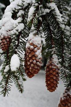 snow covered pine cones hanging from a tree