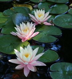 two pink water lilies floating on top of lily pads