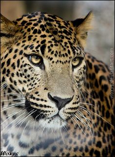 a close up of a leopard looking at the camera