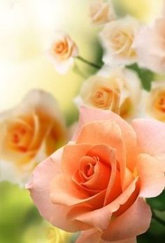 an orange rose surrounded by white and pink roses in the background, with green leaves