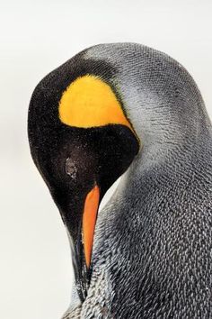 a close up of a penguin's head and beak