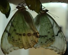 two butterflies are hanging upside down from the ceiling