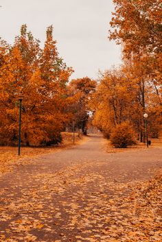 an empty road surrounded by trees with yellow leaves on the ground and street lights in the distance