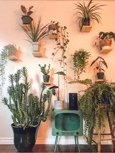 many houseplants are arranged on the wall in this room