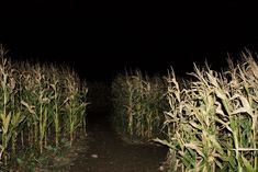 an open corn field at night with the light on