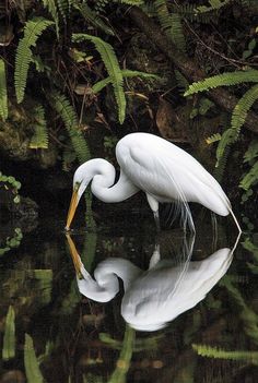 a white egret is standing in the water with its beak in it's mouth