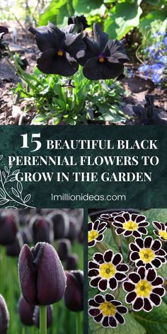 black flowers with text overlay that reads 15 beautiful black perennial flowers to grow in the garden