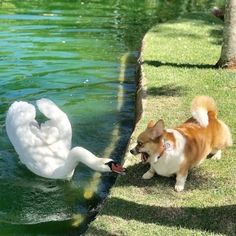 a dog is playing with a swan on the grass next to the water in front of it