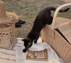 a black cat standing on top of a blanket next to a basket