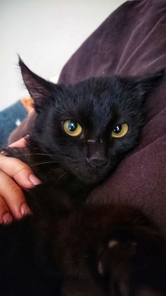 a black cat laying on top of a woman's lap with her hand over her shoulder