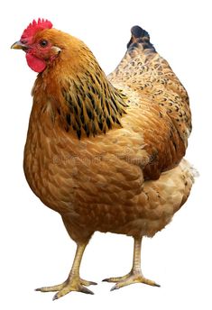 a close up of a chicken on a white background