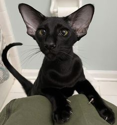 a black cat sitting on top of a green pillow