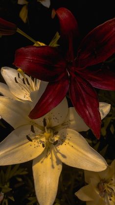 red and white flowers with yellow centers in the dark, close - up view from above