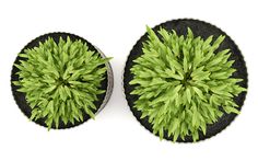 two green plants are shown from above on a white surface with black circles around them