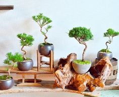 several bonsai trees are arranged in pots on a table with other items around them