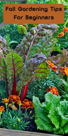 a garden filled with lots of plants and flowers