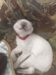 This little guy who’s even smiling in his sleep. | 31 Cats Who Will Make Your Day A Little Brighter Gatos Cool, Tonkinese Cat, Smiling Cat, Rex Cat, Curious Cat, Funny Cats And Dogs, Cat Facts, Happy Animals, Cute Animal Pictures