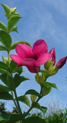 a pink flower with green leaves in the foreground and blue sky in the background