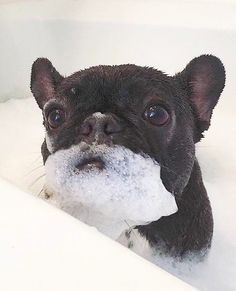 a small black and white dog chewing on a piece of paper in the bathtub