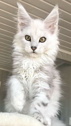 Grey And White Mainecoon Cat, Cute Cat Products, Riverclan Aesthetic, Pretty Cats Unique, Main Coone Cat, Maine Coone Cat, Cutest Cat Breeds, Exotic Cat Breeds, Maincoon Cat