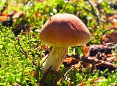 a close up of a mushroom in the grass