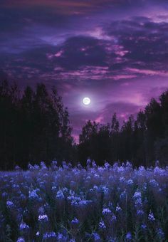a field full of purple flowers with the moon in the sky above it at night