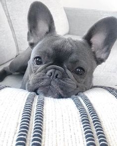 a small gray dog laying on top of a couch next to a white pillow and pillows