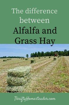 hay bales in a field with the words, the differences between alfafa and grass hay