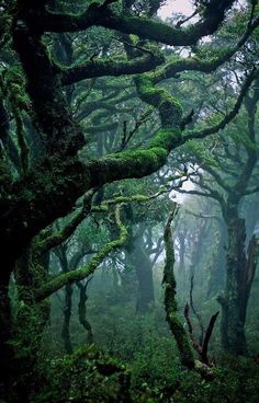 the trees are covered in green moss and have very thick branches that grow on them