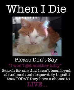 an orange and white cat laying on top of a table next to a sign that says, when i die please don't say
