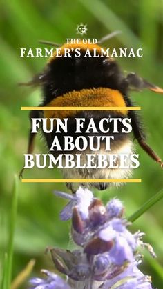 a bee sitting on top of a purple flower with the words fun fact about bumbles