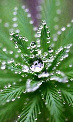 water droplets on the top of a green plant