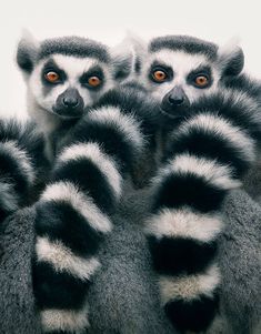 a group of lemurs standing next to each other