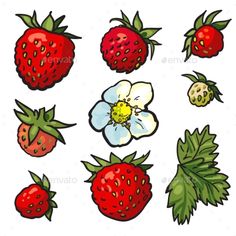 strawberries and flowers on a white background - food objects