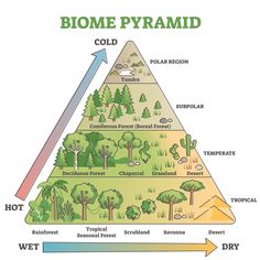 a pyramid diagram showing the different types of trees and how they are used to grow them