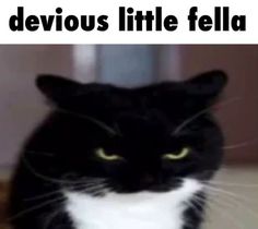 a black and white cat sitting on top of a table next to a sign that says devious little fella