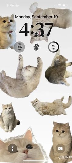 Cute Cat Wallpaper, Phone Wallpaper Patterns, Simple Wallpapers, Cat Wallpaper, Wallpaper Iphone Cute, 귀여운 동물, Of Wallpaper