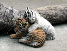 two baby tigers playing with each other in front of a large tree branch on the ground