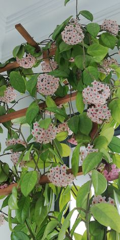 a potted plant with pink and white flowers hanging from it's branches,